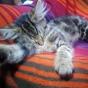 Meet your Posher, Matilda